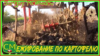 🥔Ежирование картофеля или боронование по картофелю. potato edging or potato harrowing.