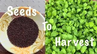 How To Grow Mustard Greens In Container At Home Garden (Seeds To Harvest )