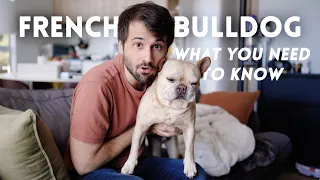 French Bulldog 101: The Pros and Cons of Owning One - TIPS I learned after 5 years