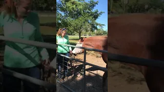 Skill 41 Approach, Halter, and Lead Horse