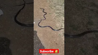 भारत 🇮🇳 का सबसे तेज़ साँप | घोड़ापछाड़ साँप | धामन | Indian Rat Snake