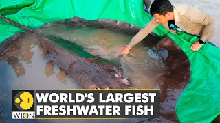 World's largest freshwater fish on record: A stingray weighing 300 kgs caught in Cambodia | WION
