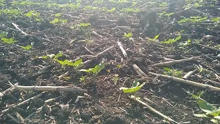 Пів крока на зад до ПЕРЕМОГИ.