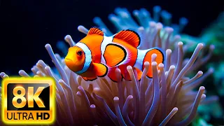 Colors Of The Ocean 8K ULTRA HD - The best sea animals for relaxing and soothing music #8