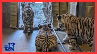 Tiger Triplets go for their first swim at the Saint Louis Zoo