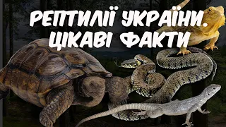 Рептилії України. Цікаві факти про плазунів. #змії #ящірки #черепахи