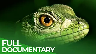 Tropical Natural Paradise: Panama & Costa Rica | Free Documentary Nature