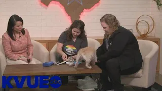 Chipping pets allows owners to be reconnected with their furry friends | KVUE