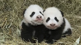 Детёнышам панды в зоопарке Вены официально дали имена
