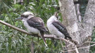 Laughing Kookaburra 2