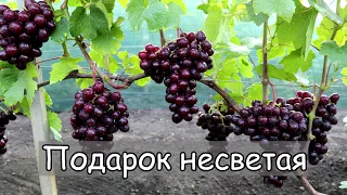 Виноград Подарок несветая. Ультра ранняя гибридная форма, с мускатным ароматом , очень вкусная.