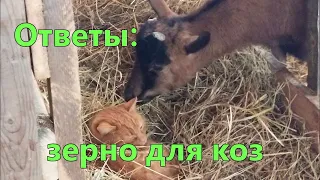 Зерно для коз ( ответы на вопросы )