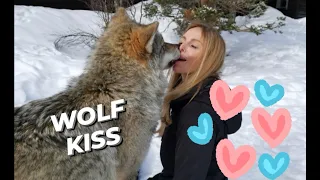 WOLF KISS - WHY WOLVES LICK INSIDE OUR MOUTHS? - Half Million subscriber episode!