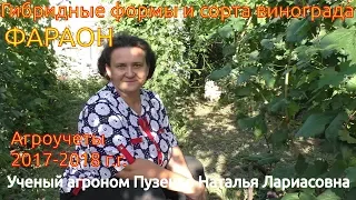 Фараон - виноград селекции Крайнова на участке Пузенко Натальи Лариасовны