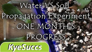 Water VS Soil Propagation Experiment Update!!! One Month!!