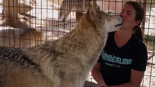 Kissed by a Wolf - Wolfwood Refuge, Colorado
