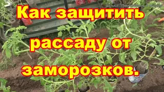 обязательно защитите рассаду от возвратных заморозков