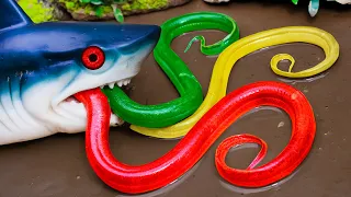 Top 10 Blue Shark Hunting Eels Vs Koi Fish Primitive Fish In Mud Survival Stop Motion ASMR CoCo