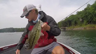 HERRING Spawn on Lake Lanier