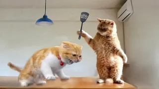 Funny animals - Funny cats / dogs - Funny animal videos | Cute Aww #85