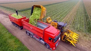 Picking Organic Sweet Corn |  Oxbo 2475 corn picker  | suiker mais plukken