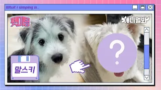 Maltese X Husky = Malsky 🐾 Update On Doggos On Thumbnail