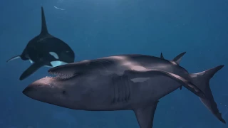 Killer whales hunting great white sharks in South Africa