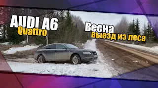 Ауди А6 quattro  Выезд из леса. Весна.