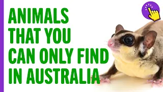 Animals that you can only find in Australia | Animals World