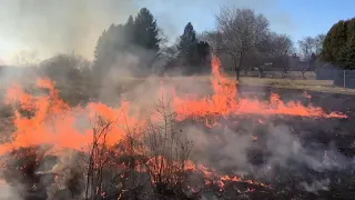 Field crew POV of a prescribed burn used to control woody plants invading a residential prairie