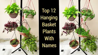 Top 12 common hanging basket permanent plants with names identification, टोकरी में चलने वाले पौधे