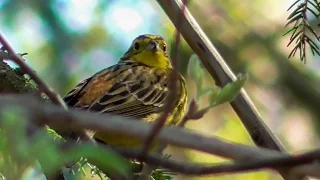 Обыкновенная овсянка в весеннем лесу [Emberiza citrinella]