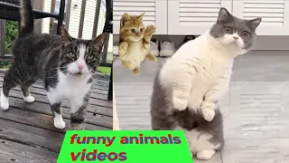 New Funny Animals 😂Funniest Cats and Dogs.video🐱🐶 part 6 World cute animals T.v