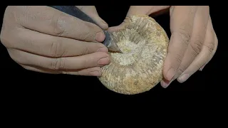 Ammonite Stephanoceras limestone jurassic fossil preparation