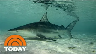 Shark Attack Survivor Stories On ‘Shark Watch TODAY’