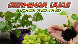 How to Germinate Grape Seeds: THE BEST METHOD | Germinate Grape | Planting Grapes