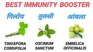 Giloy! Tulsi! Aanwla! Immunity Booster! Fayde