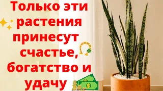 ОБЯЗАТЕЛЬНО ПОСТАВЬТЕ ЭТИ ЦВЕТЫ В ДОМЕ! Растения, которые приносят удачу, счастье и богатство!