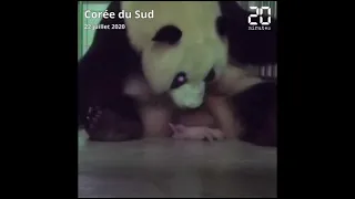 Un panda géant naît pour la première fois en Corée du Sud