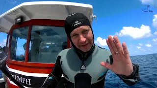 Плавание с горбатыми китами в Королевстве Тонга!