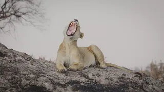 Lioness on Anthill in the Okavango Delta, Botswana - 4K clip