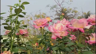 Hybrid Tea Rose Plant || Beautiful Roses || Rose Care