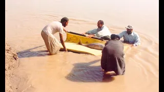 Indus dolphins in Sukkur