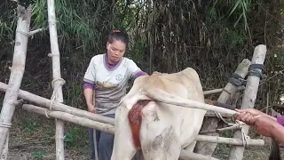 Bull cow meeting with woman in Bangladesh