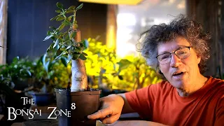 Repotting my New Large Jade, The Bonsai Zone, April 2021