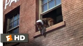 Lassie Come Home (9/10) Movie CLIP - A Daring Leap (1943) HD