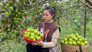 Harvesting sweet apples to sell at the market - Process of making coconut jam