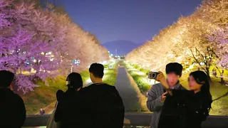 SEOUL Cherry Blossom Festival 2024, Best Beautiful Bridge Yangjaecheon, Seocho-gu, Seoul Korea.