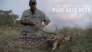 The Hunt for the Maui Axis Deer