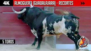 ALMOGUERA // CONCURSO NACIONAL DE RECORTES 2020 (UHD/4K) | Impresionantes toros de Antonio San Román